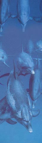 dolfijnen_onder